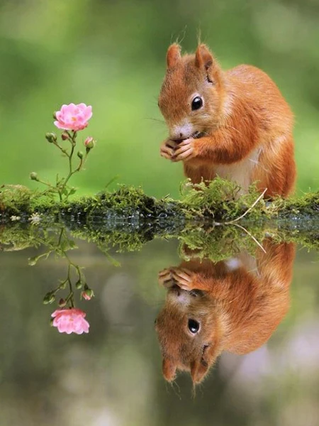 Broderie Diamant - Animaux et Miroirs d'Eau 7